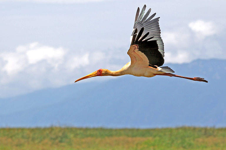 fliegender Gelbschnabel-Storch im Lake Manyara NP, Tansania