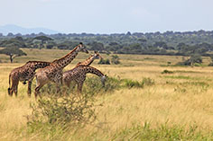 Grasende Giraffen im Tarangire NP, Tansania
