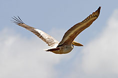 fliegender Pelikan im Lake Manyara NP, Tansania