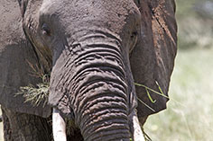Tarangire-Elefant-Tansania
