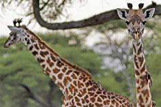 Tarangire-Giraffen-Tansania