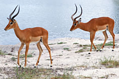 Tarangire-Impala-Tansania