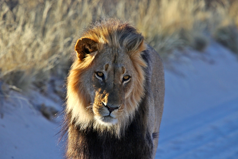 ein Löwe im Kgalagadi Transfrontier Park