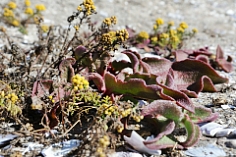 Pflanze im Namaqua Park in Südafrika