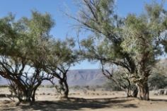 Panorama in der Tankwa Karoo in Südafrika