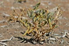 Wüstenpflanze in der Tankwa Karoo, Südafrika