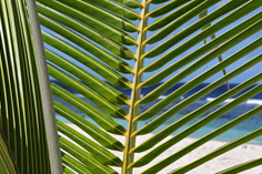 Palmen an der Anse Laborde auf Guadeloupe
