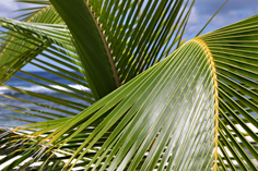 noch mehr Palmen an der Anse Laborde auf Guadeloupe