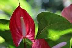 rotes Einblatt im Botanischen Garten von Deshaies auf Guadeloupe