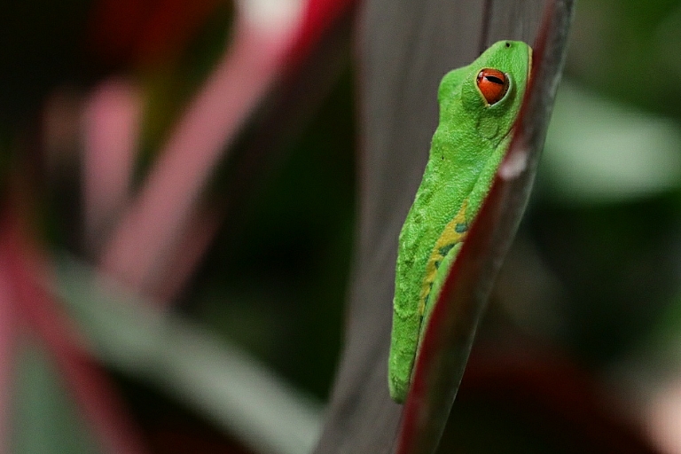 Rotaugenfrosch in den La Paz Waterfall Gardens in Costa Rica