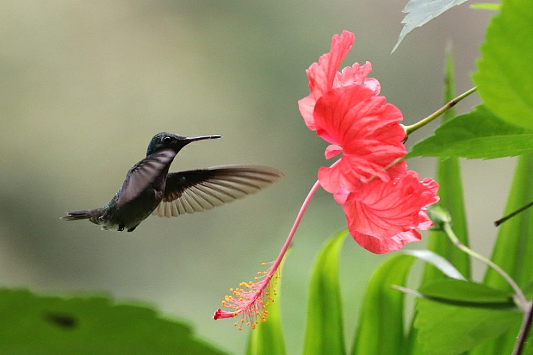 Kolibri in der Pacuare Lodge in Costa Rica