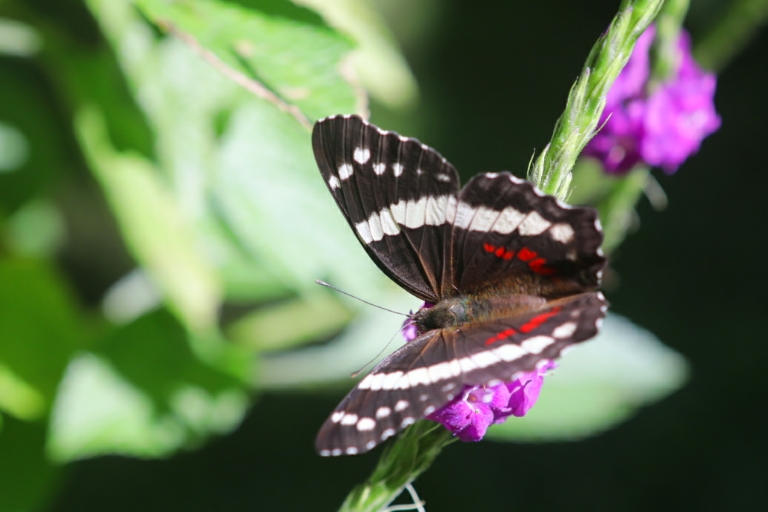 Schmetterling im Garten der Pacuare Lodge in Costa Rica