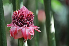 rote Blume in der Finca Verde in Bijagua, Costa Rica