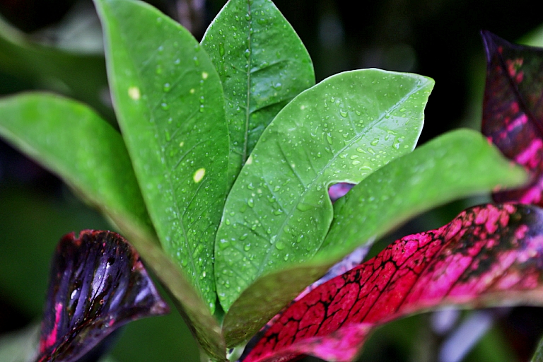 nasse Pflanze Tenorio Lodge Costa Rica