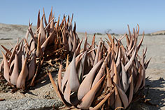 wunderschöne Aloen auf Wüstenquell, Namibia