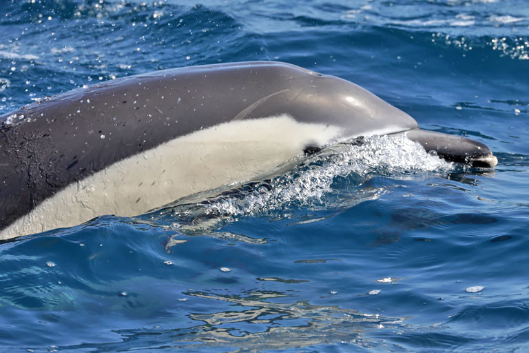 Delfin mit weißer Schnauze, Hauraki-Golf, Auckland, Neuseeland