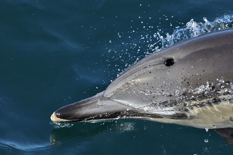 Delfinschnauze aufgenommen auf der Delfin-Safari in Auckland, Neuseeland