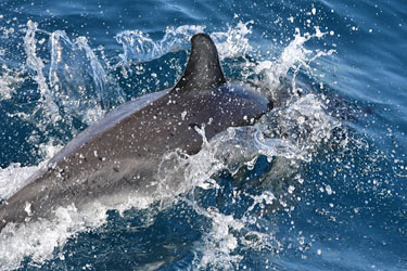 Delfin-Safari in Auckland, Neuseeland - splash