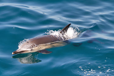 Delfin-Safari in Auckland, Neuseeland - Delfin von vorne