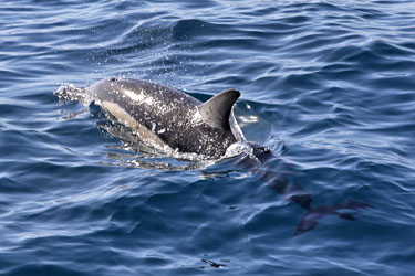 Delfin-Safari in Auckland, Neuseeland - schwimmender Delfin