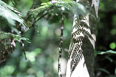 Farn-Schatten an den Okere Falls, Neuseeland