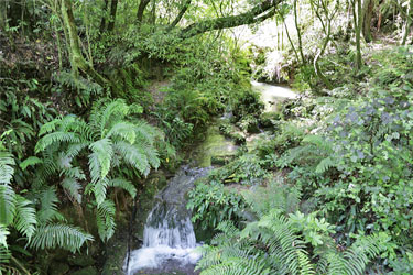 Flüsschen im White Pine Bush Scenic Reserve, Neuseeland