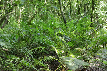 Farne im White Pine Bush Scenic Reserve, Neuseeland