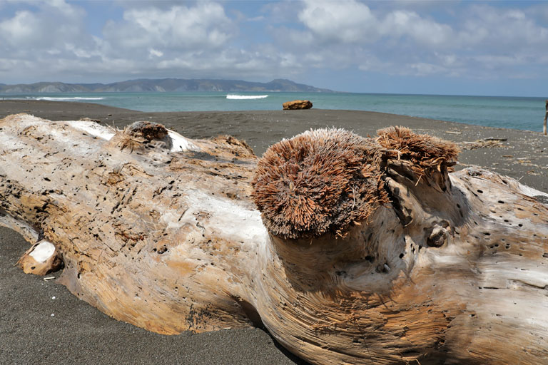 Treibholz am Strand der Mahia-Halbinsel, Neuseeland