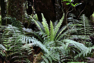 Farne im Pukaha Reserve, Neuseeland