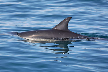 schwimmender Delfin während einer Whale Watching Tour, Kaikoura, Neuseeland