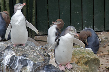 pinguine in der aufzuchtstation, otago-halbinsel, neuseeland
