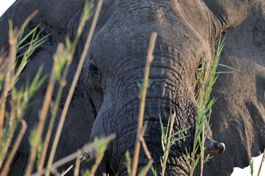 Nahaufnahme Elefant bei Drotsky's Cabins, Shakawe, Botswana