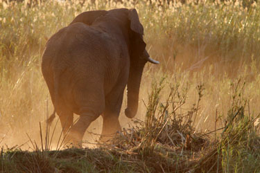 junger Elefant bei Drotsky's Cabins, Shakawe, Botswana