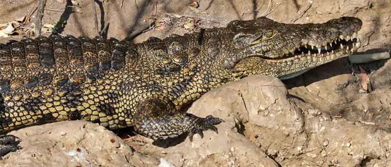 Krokodil bei Drotsky's Cabins, Shakawe, Botswana