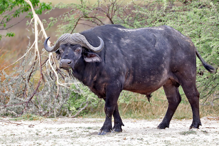 Büffel im Moremi, Botswana