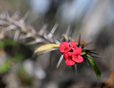 kleine rote Bluete an stacheligem Zweig