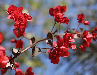 rote Blueten, Namibia