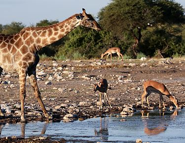 Giraffe am Wasserloch in der Etosha, Mai 2021