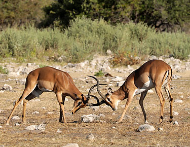 kämpfende Impalas in der Etosha, Mai 2021