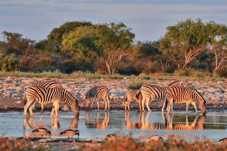 Zebras am Wasserloch, Etosha im Mai 2021
