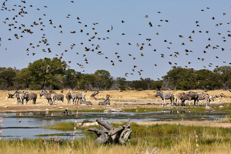 Zebras am Wasserloch von Goas, Etosha im Mai 2021