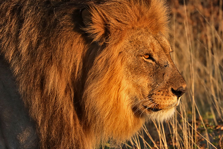 Löwe in der Etosha, Namibia im Mai 2021