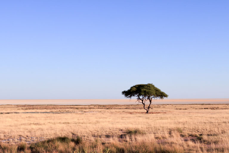 baum in der etosha, namibia im mai 2021