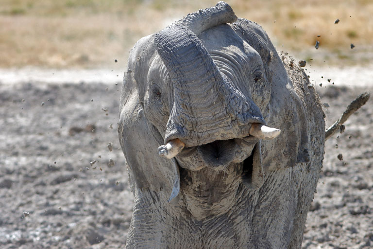 elefant in der etosha, namibia im mai 2021