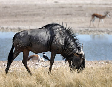 gnu in der etosha, namibia im mai 2021