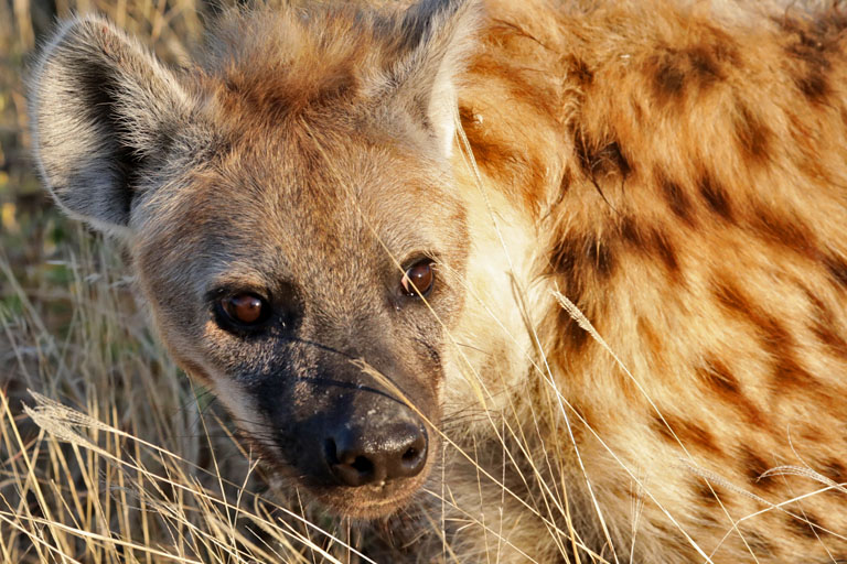 hyaene in der etosha, namibia im mai 2021