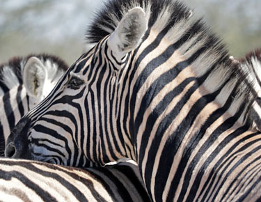 kuschelnde zebras in der etosha, namibia im mai 2021