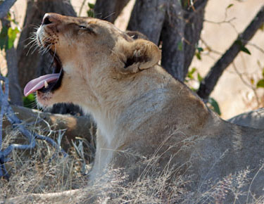 gaehnender loewe in der etosha, namibia im mai 2021