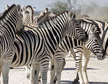 zebras in der etosha, namibia im mai 2021