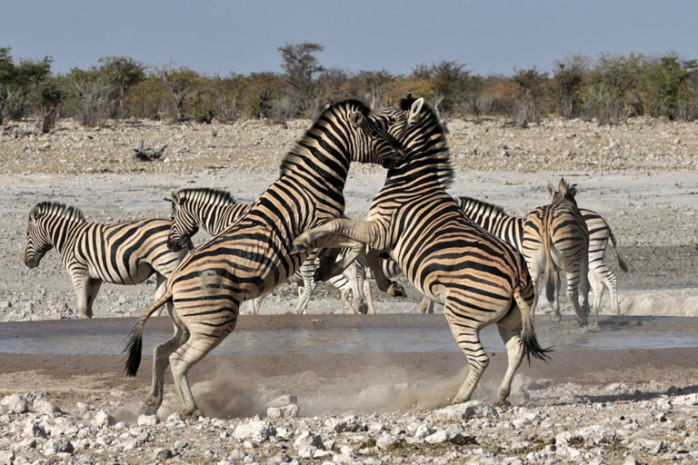kämpfende Zabras am Wasserloch von Klippan, Etosha Namibia im Mai 2021